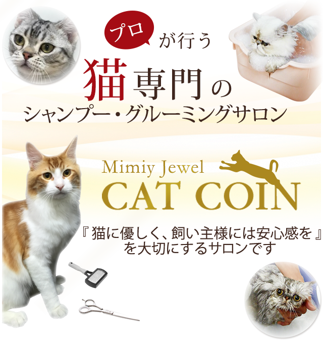 愛知県津島市 猫のシャンプーサロンと 直産 子猫の販売 の専門店です